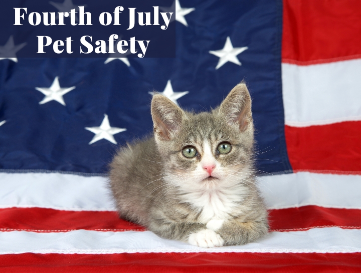 Fourth of july cat safety cozy cat veterinary hospital